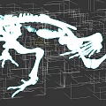 Aquatic Animal Skeleton With Detailed Anatomical Bone Structure And Scientific Illustration