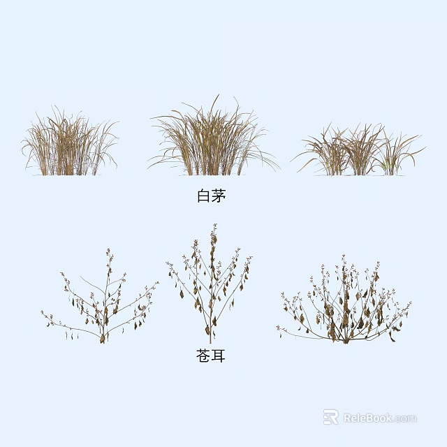 Ornamental Grasses and Herb Plants Featuring White Thatch and Cocklebur Varieties 3d model 