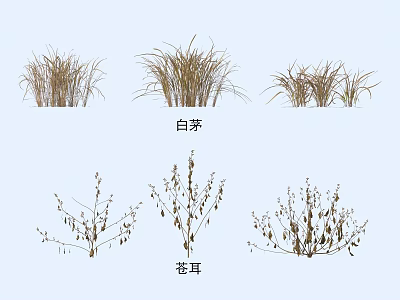 Ornamental Grasses and Herb Plants Featuring White Thatch and Cocklebur Varieties 3d model