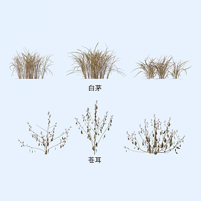 Ornamental Grasses and Herb Plants Featuring White Thatch and Cocklebur Varieties 3d model
