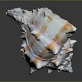 Spiky Conch Shell With Pink Orange Hues On Dark Reflective Background