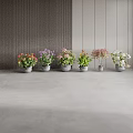 Colorful Bonsai Potted Plants With Various Flowers In Gray Pots For Indoor Decor