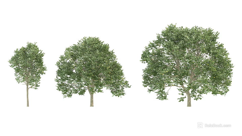 Lush Green Arbor Trees With Full Canopy And Healthy Foliage 3d model