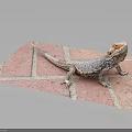 Bearded Dragon Standing On Red Brick Surface With Gray Grout Lines 3d model