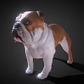3D Rendered English Bulldog With Brown And White Coat Standing On Dark Background