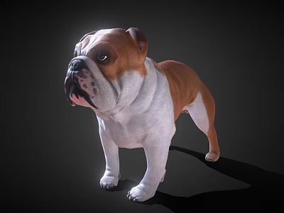 3D Rendered English Bulldog With Brown And White Coat Standing On Dark Background 3d model
