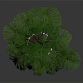 Green Monstera Plant In White Pot On Red Three Legged Stand