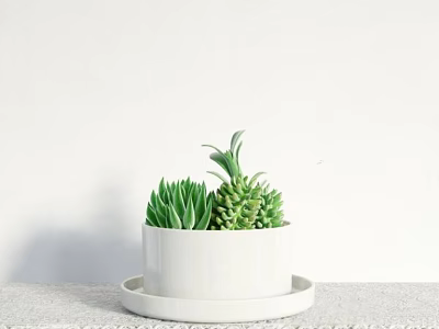 White Ceramic Succulent Potted Plant With Tray On Light Countertop And White Wall Background 3d model