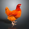 Vibrant Orange Chicken Standing With Bright Feathers On Dark Background