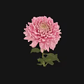 Pink Chrysanthemum Bloom With Green Leaves In Decorative Vase On Black Background