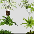 Various Fern And Green Plant Combination Featuring Different Leaf Shapes And Sizes