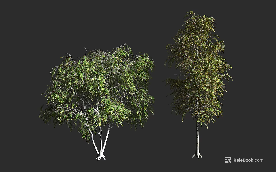 Two Arbor Trees with White Trunks Green Leaves and Weeping Branches 3d model 