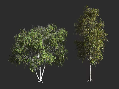 Two Arbor Trees with White Trunks Green Leaves and Weeping Branches 3d model