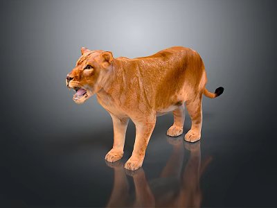Realistic Brown Lioness Standing With Open Mouth And Reflection On Gray Surface 3d model