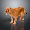 Realistic Brown Lioness Standing With Open Mouth And Reflection On Gray Surface