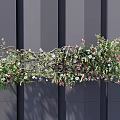 Vine With Green Leaves And Pink White Flowers On Gray Striped Background