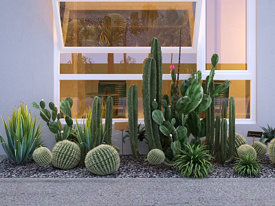 Various Cactus Succulent Plants In Potted Arrangement By Window With Gravel 3d model