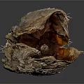 Natural Edible Shellfish Seafood Inside Open Rough Shell With Brown Substance