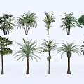 Different Types Of Arbor Trees For Garden And Landscape Decoration