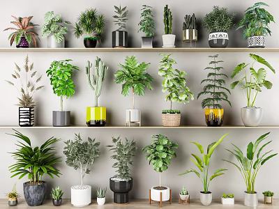 Various Bonsai and Potted Plants Display with Colorful Pots and Shelf Arrangement 3d model