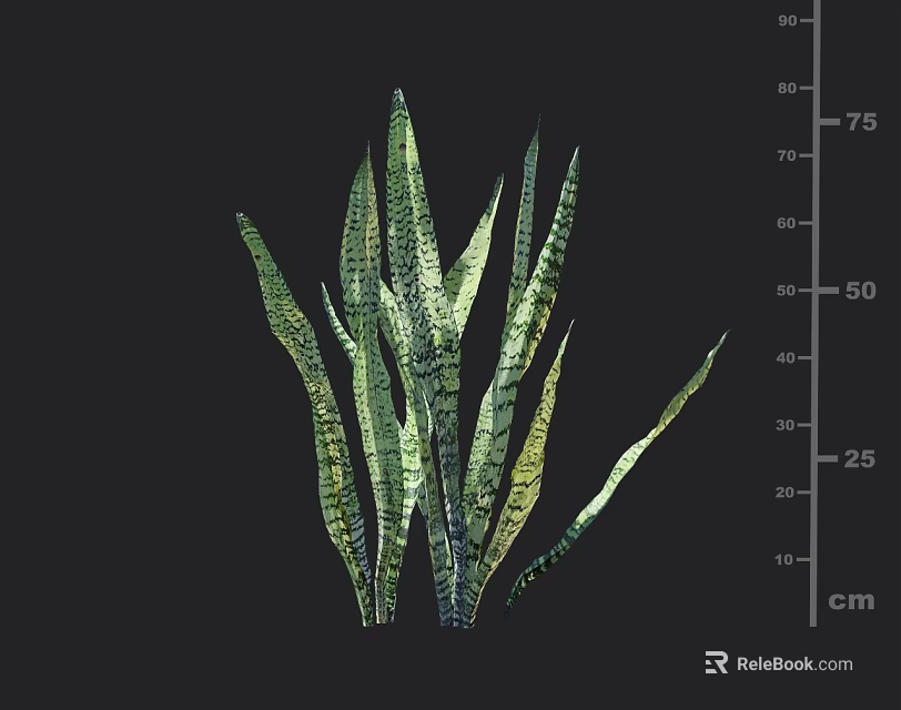 Green Striped Slender Leaves Ornamental Grass Plant Growing Up To 75 Cm Height 3d model 