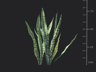 Green Striped Slender Leaves Ornamental Grass Plant Growing Up To 75 Cm Height 3d model
