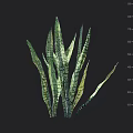 Green Striped Slender Leaves Ornamental Grass Plant Growing Up To 75 Cm Height