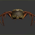 Red Spider With Long Legs Near Brown And White Round Object On Dark Surface