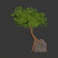 Lush Green Leafy Tree With Hanging Vines And Exposed Roots On Gray Rock