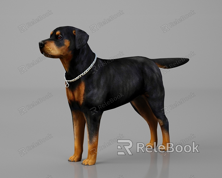 Animal Livestock Dog Rottweiler Dog Dog Black Dog Chain model