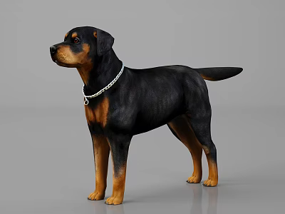 Brown And Black Reptile With Silver Collar Standing On Gray Background 3d model