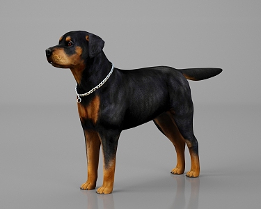 Animal Livestock Dog Rottweiler Dog Black Dog Chain 3d model