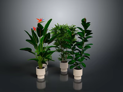 Indoor Green Leafy Plants In White Pots On Dark Background 3d model