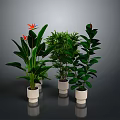 Indoor Green Leafy Plants In White Pots On Dark Background