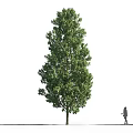 Tall Lush Arbor With Dense Green Foliage And Person Standing Beside On White Background