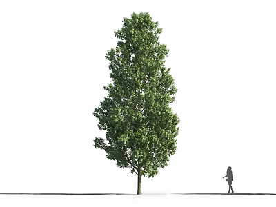 Tall Lush Arbor With Dense Green Foliage And Person Standing Beside On White Background 3d model