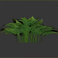 Lush Vibrant Green Leafy Plant With Glossy Foliage And Dark Background