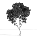 Tall Green Arbor With Lush Foliage And Sturdy Trunk In Natural Shape
