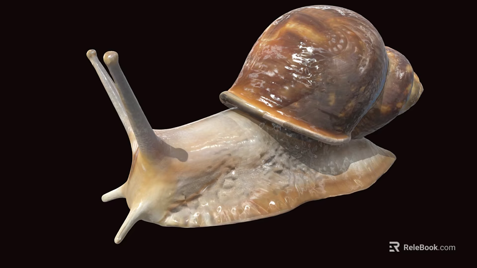 Reptile Snail Featuring Brown Shell And White Body On Black Background 3d model 