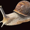 Reptile Snail Featuring Brown Shell And White Body On Black Background