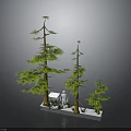 Three Different Height Pine Trees With White Silhouette On White Base Against Black Background