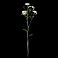 White Daisies with Three White Flowers Green Stems and Leaves on Black Background