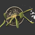 Green Cactus Plant with Prickly Pads in Blue Textured Ceramic Pot Placed on Dark Background