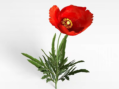 Beautiful Red Poppy Flower With Green Stems And Leaves On White Background 3d model