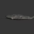 Narwhal Marine Animal With Long Spiral Tusk On Dark Background With Reflection