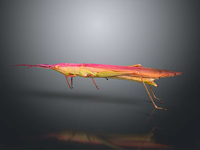 Vibrant Pink and Yellow Long-Beaked Insect on Dark Background with Reflection 3d model