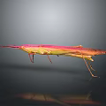 Vibrant Pink and Yellow Long-Beaked Insect on Dark Background with Reflection