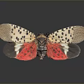 Spotted Lanternfly With Distinctive Wings Black Spots Red Underwings And Reflection On Dark Background