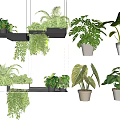 Various Indoor Plants Hanging And On Shelves With Lush Green Leaves