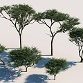 Umbrella Stab Acacia Tree Umbrella Stab Tree Umbrella Stab Acacia Umbrella Thorn 3d model